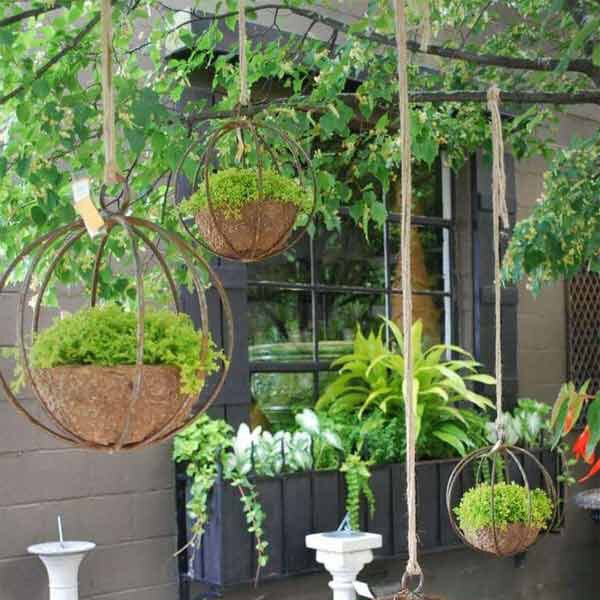 hanging plants example