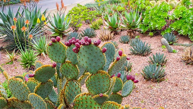 xeriscaping example